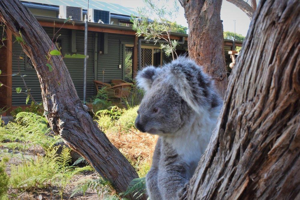 Kangaroo Island Wilderness Retreat Flinders Chase Ngoại thất bức ảnh