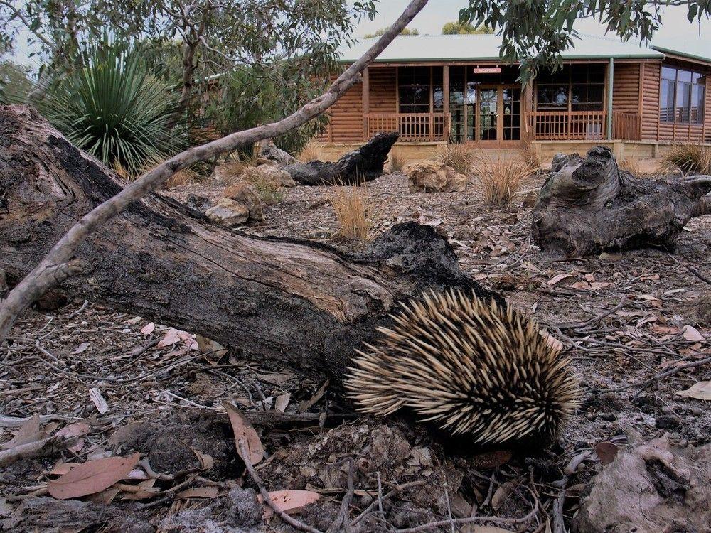Kangaroo Island Wilderness Retreat Flinders Chase Ngoại thất bức ảnh