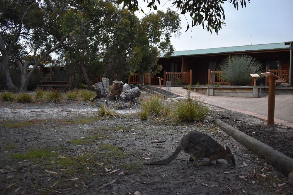 Kangaroo Island Wilderness Retreat Flinders Chase Ngoại thất bức ảnh
