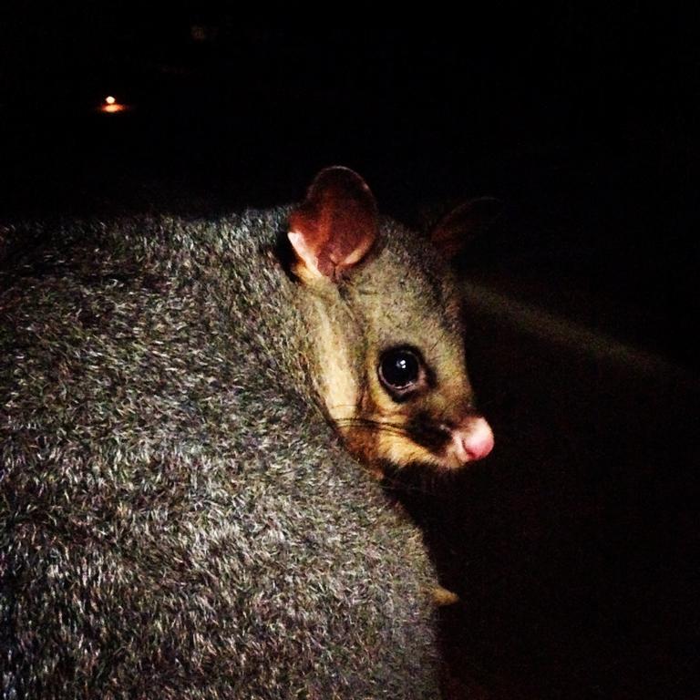 Kangaroo Island Wilderness Retreat Flinders Chase Ngoại thất bức ảnh